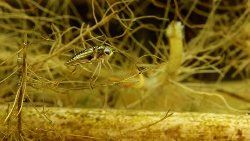 Adult Water Boatman (Cymatia americana) underwater, sitting in a tangle of dead plant roots before swimming away, macro close-up.
