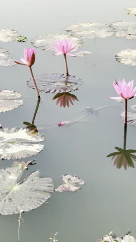 Lotuses and water lilies on the surface of the pond in a park. Vertical and close-up