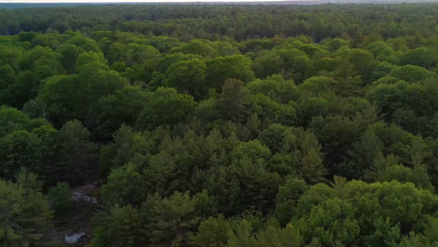 Flying over the canopy of a rural forest and then over a marsh at sunset during the spring.