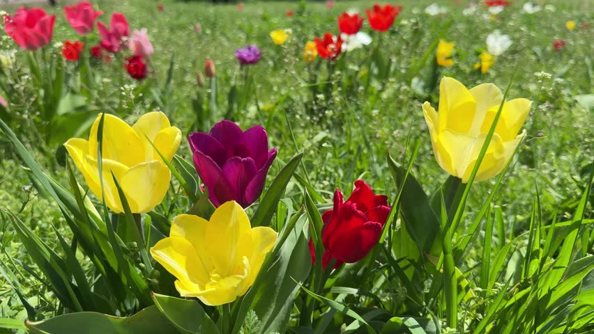 Tulips yellow, red, pink beautiful flowers in grass.