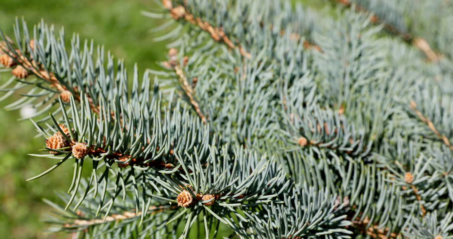 A detailed closeup view of Pine Tree Branches featuring beautiful bluegreen needles