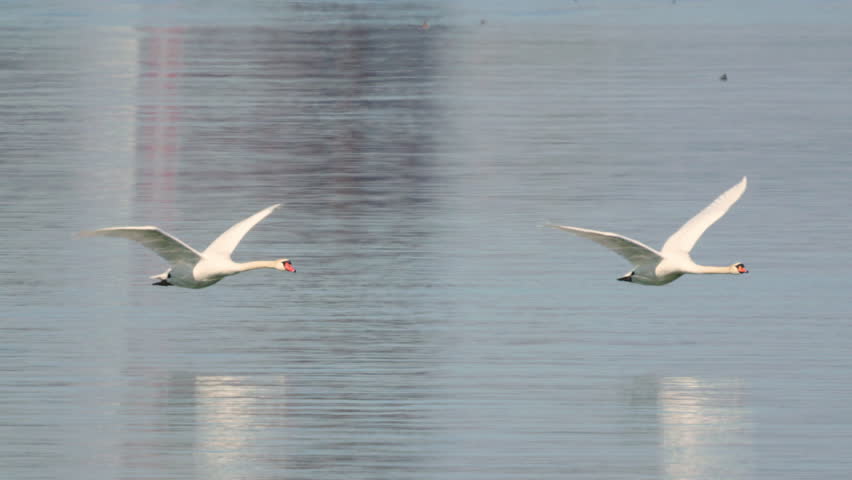 Swans Gliding Gracefully in Flight Above the Calm and Tranquil Waters of the Lake