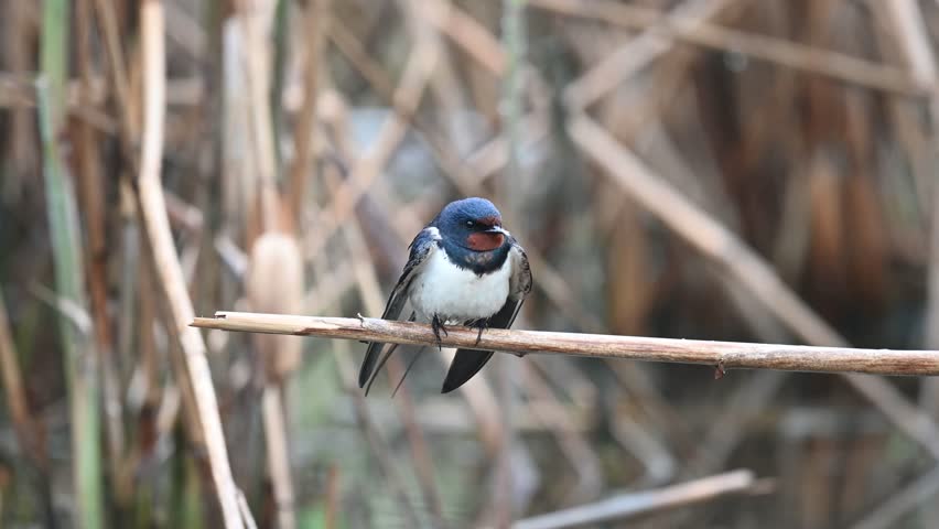 Barn Swallow Hirundo rustica Sitting on a reed in the rain, looking around and flying away. Slow Motion. Close-up.
