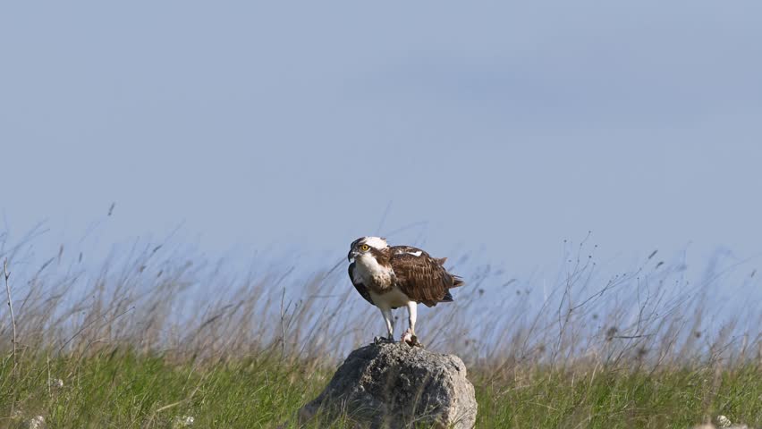 Osprey (Pandion haliaetus) eating fish while perched on a rock in the wild. Slow motion footage.