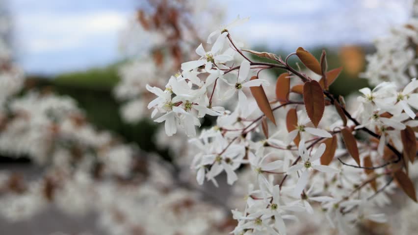 Amelanchier lamarckii juneberry serviceberry shadbush