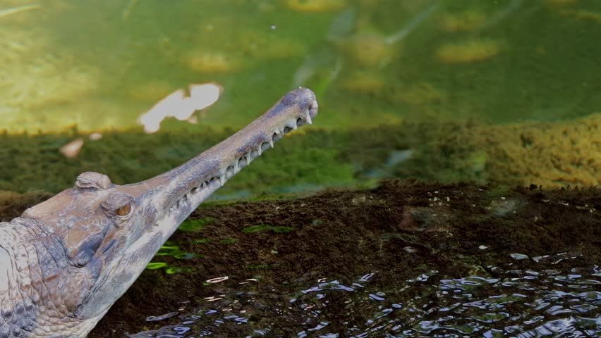  The turtle swims past the gharial crocodile