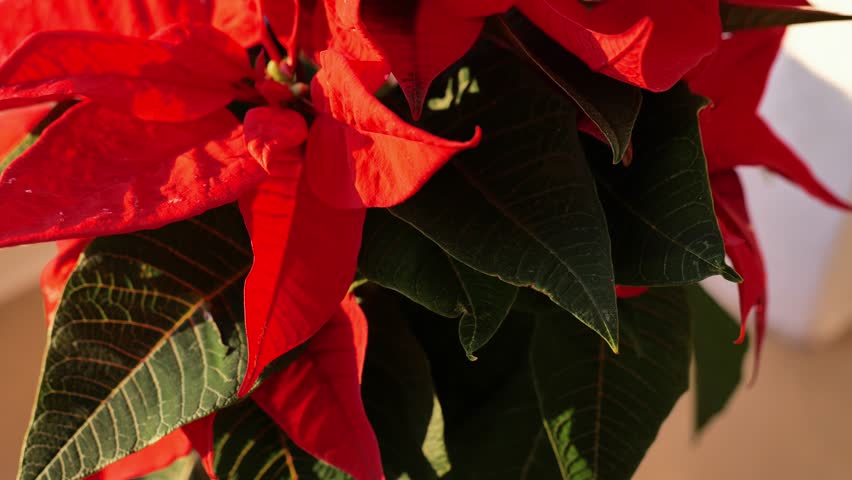 Poinsettia Plant.Red Christmas flower flowers close up in the rays of the sun . 4k footage
