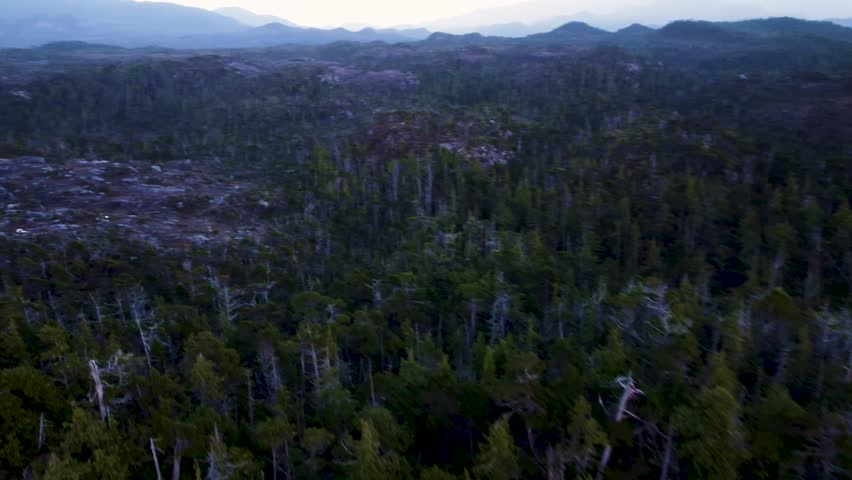 Sharp turn towards a tree less patch among the thick forest. Over Calvert Island, British Columbia Canada