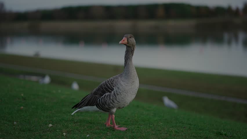 Grey goose waterfowl of the duck family on green grass near a lakeside in Deutschland. Geese resting near a lake in Germany. Greylag Goose. Anser anser. Birds near the pond in Munich. Anseriformes. 