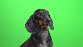  A close-up of a black and tan dachshund looking upward with its tongue slightly out, captured in front of a bright green background with clear lighting  - Powered by Shutterstock - Get 15% off with code: PIKWIZARD15