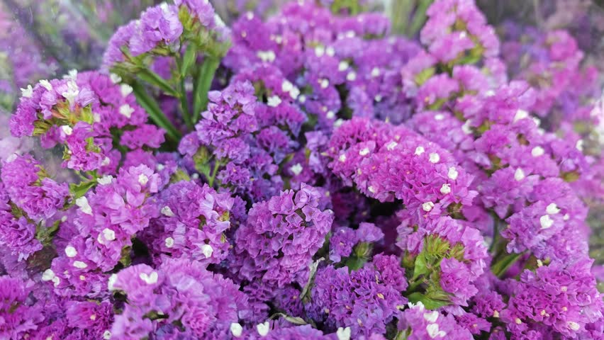 Beautiful statice flowers in the garden