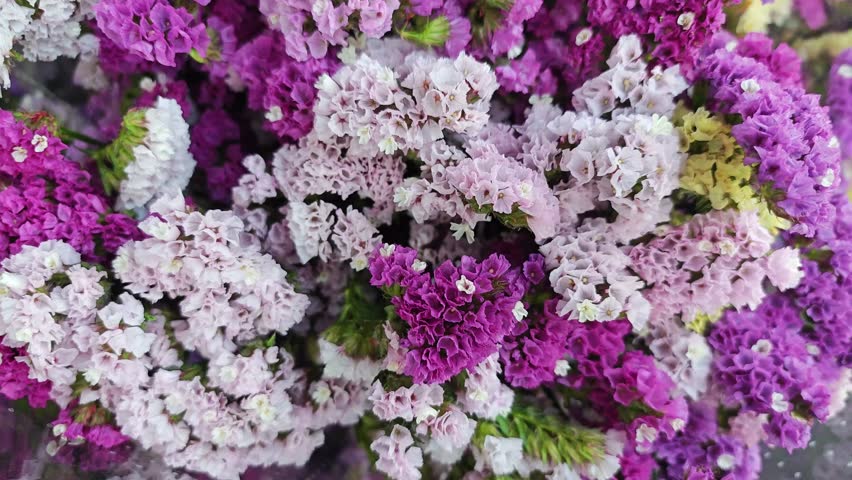 Beautiful statice flowers in the garden
