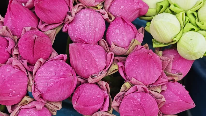 Pink lotus in the flower market