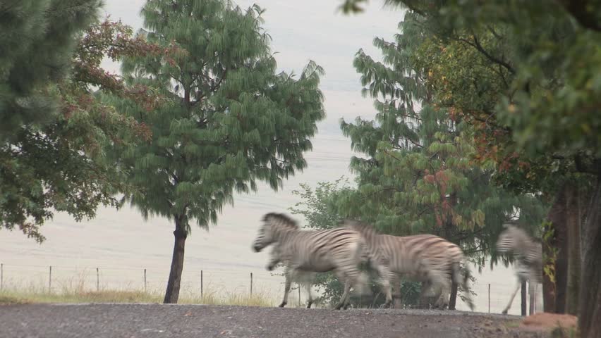 Fast moving herd of zebra and blessbuck running across the road
