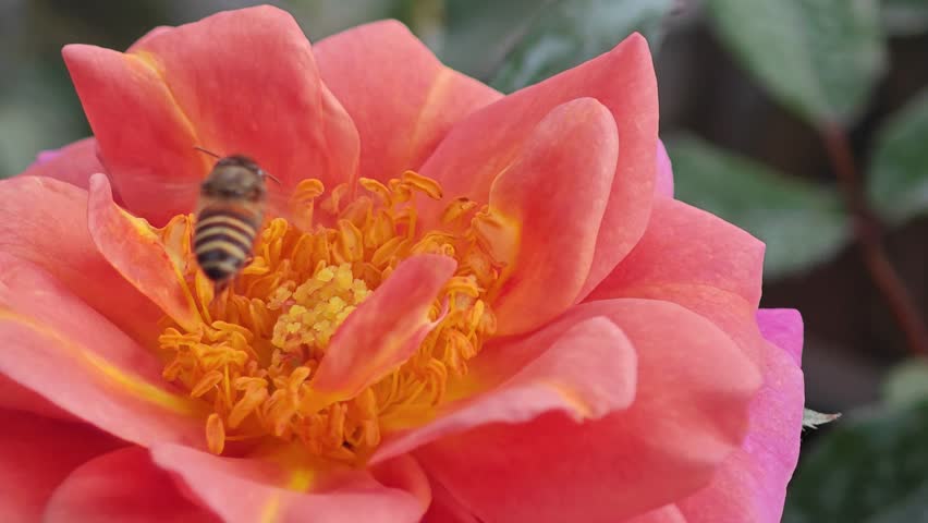 Bees and orange roses in a beautiful garden