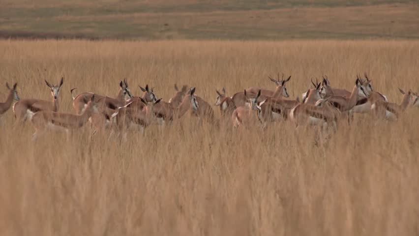 Herd of Springbok with male attempting to mount one of the females
