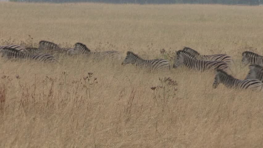 Herd of Zebra walking through long grass