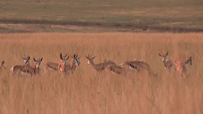 Herd of springbok in the early morning light