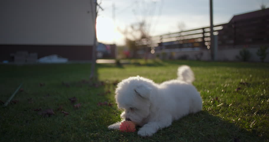 White fluffy dog lying on grass with orange ball, looking alert and playful, enjoying a peaceful backyard moment, showcasing pet companionship and outdoor relaxation