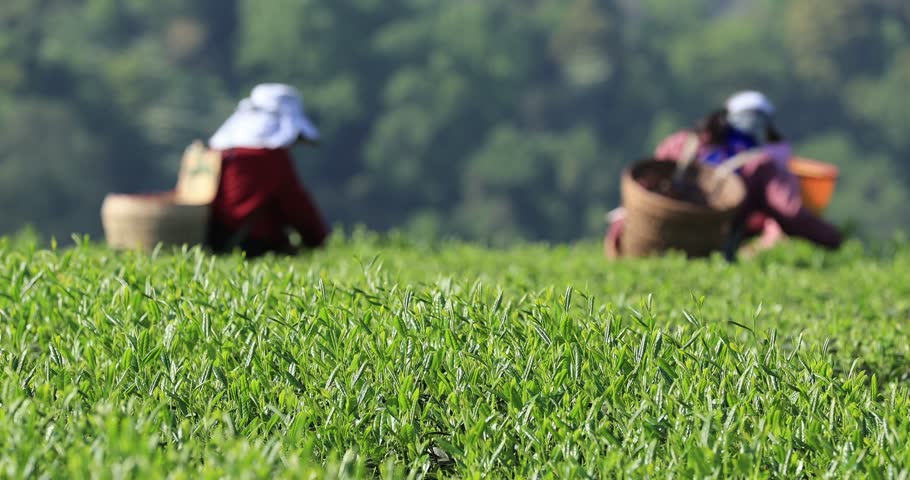 Tea farmer picking spring tea shoots at tea field, China