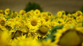 Vibrant Sunflower Field Under the Summer Sun in Ukraine - Powered by Shutterstock - Get 15% off with code: PIKWIZARD15