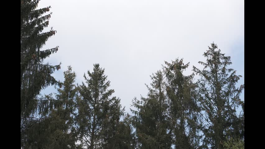Timelapse of clouds moving over fir trees
