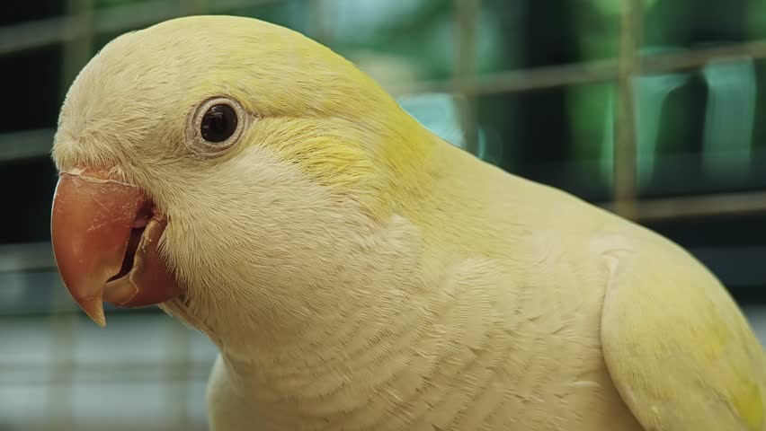 Cute Monk Parakeet on the Background
