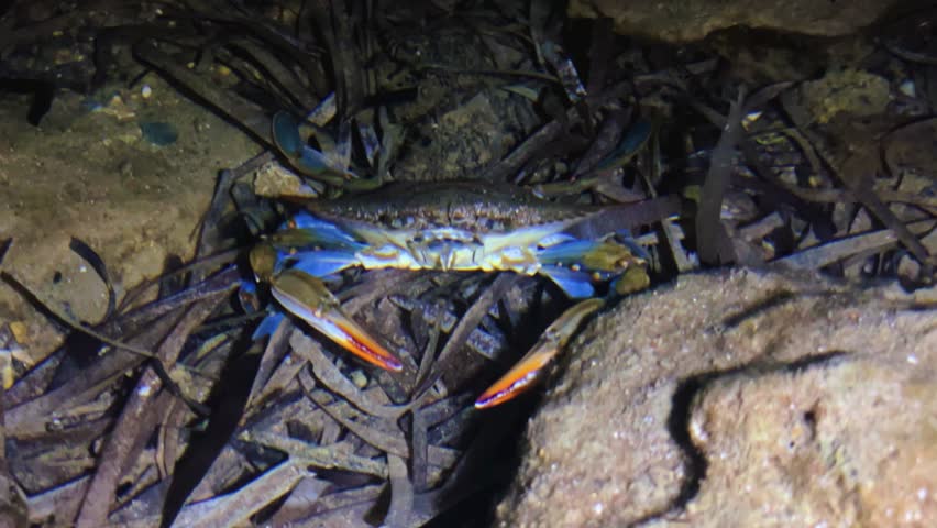 A blue crab that lives in the Mediterranean Sea. The African blue floating crab is Portunus segnis. A giant blue crab at night on a sandy beach. A crab with huge claws hunts on the seashore. 4К