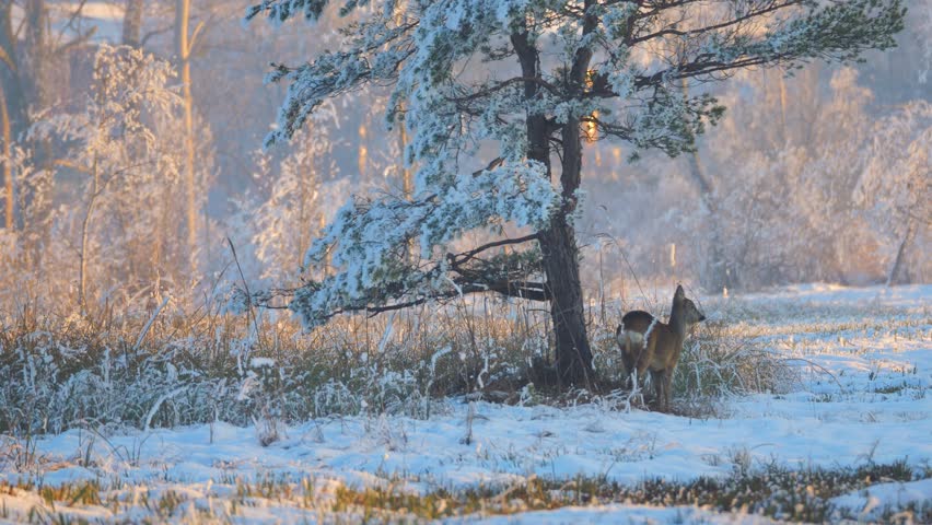 Golden hour in a winter landscape with a cute deer under the snow covered tree. Everything is white and the animal is watching the area. Typical winter wonderland at Lake Pfäffikon. The sun shines