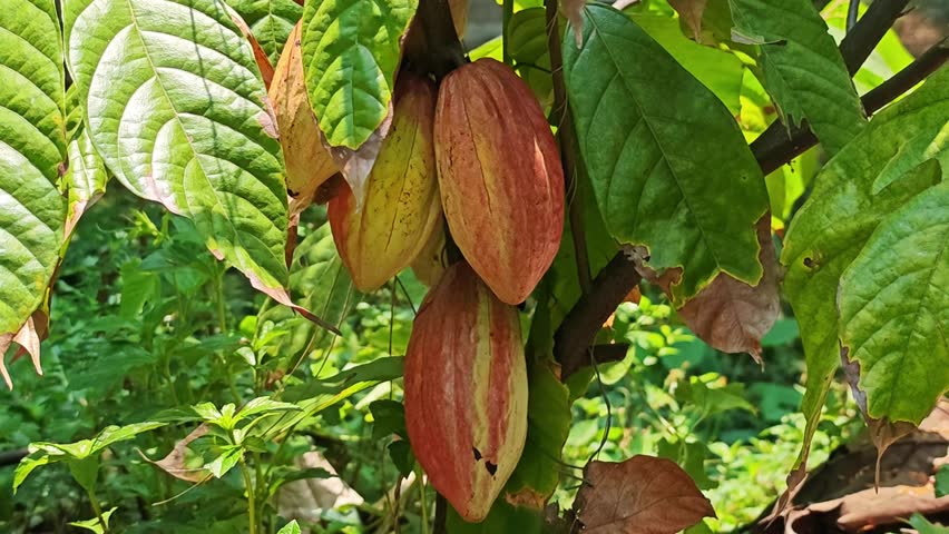 Fresh cocoa in the garden