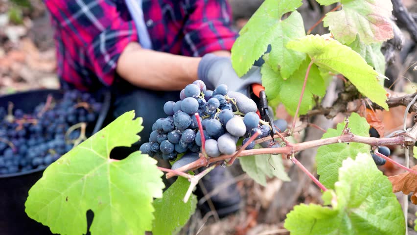 Farmer workers collect grapes for wine production in harvest season. Winegrower agriculture business