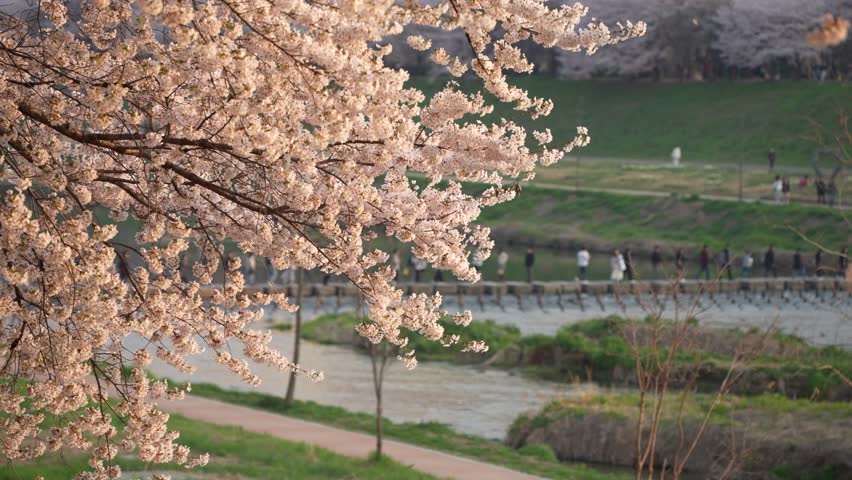 Cherry Blossoms Blowing in Breeze with People Crossing River on Stepping Stones at Sunset Time in Seoul, South Korea.