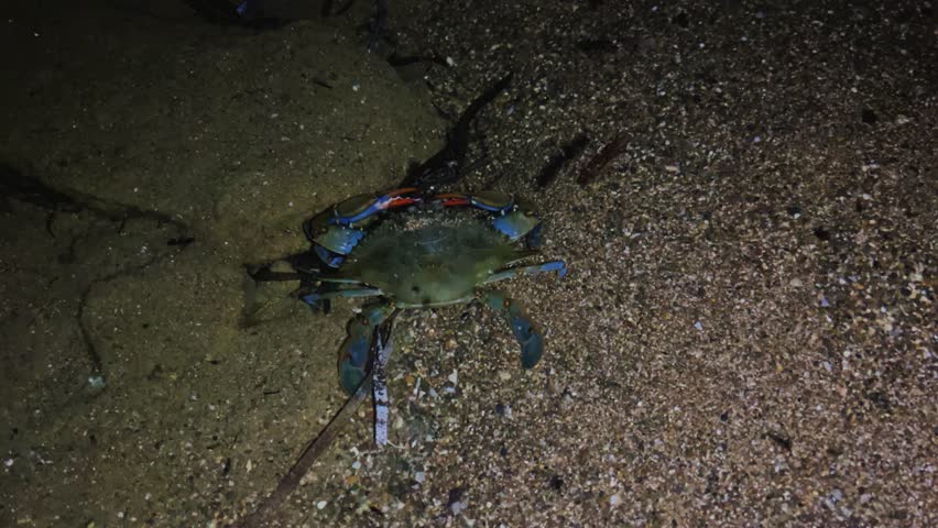 A blue crab that lives in the Mediterranean Sea. The African blue floating crab is Portunus segnis. A giant blue crab at night on a sandy beach. A crab with huge claws hunts on the seashore. 4К