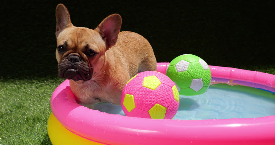 Sad puppy standing in inflatable kiddie pool, with two colorful balls floating by near. Despite sunny weather and vivid playground area, pup appears unhappy, perhaps longing for company or playmates.