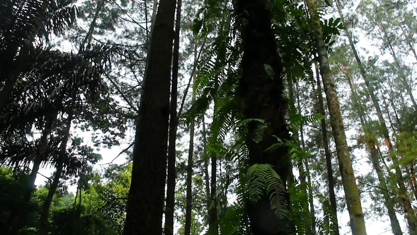 Under the Tall Forest Trees – Calm Natural Atmosphere