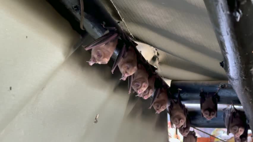 Bats of the genus Hipposideros hanging upside down from the ceiling of a nature observation shelter. Liwonde National Park, Malawi.