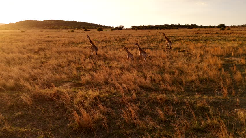 A herd of giraffes walking across a golden savanna during sunset, evoking serenity