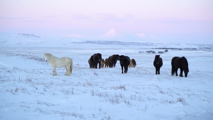 Picturesque sky in pink shades above Icelandic horses free on the field full of snow. Steady close up shot
