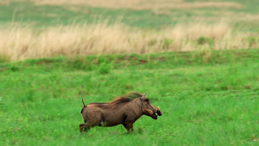 A warthog runs gracefully through green grassland in slow motion, evoking wild freedom