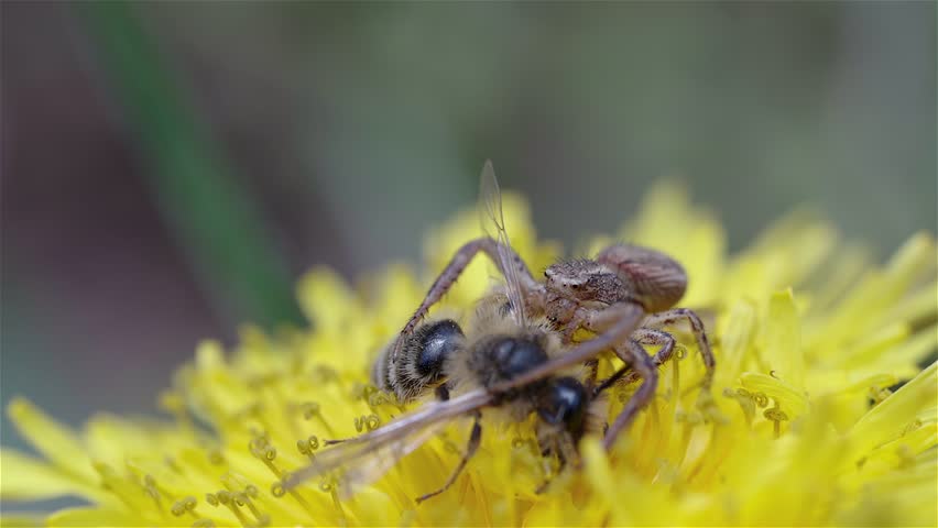 A crab spider (Xysticus) seizes a bee on a bright yellow dandelion. The spider prepares to eat its catch in this close-up nature scene.
