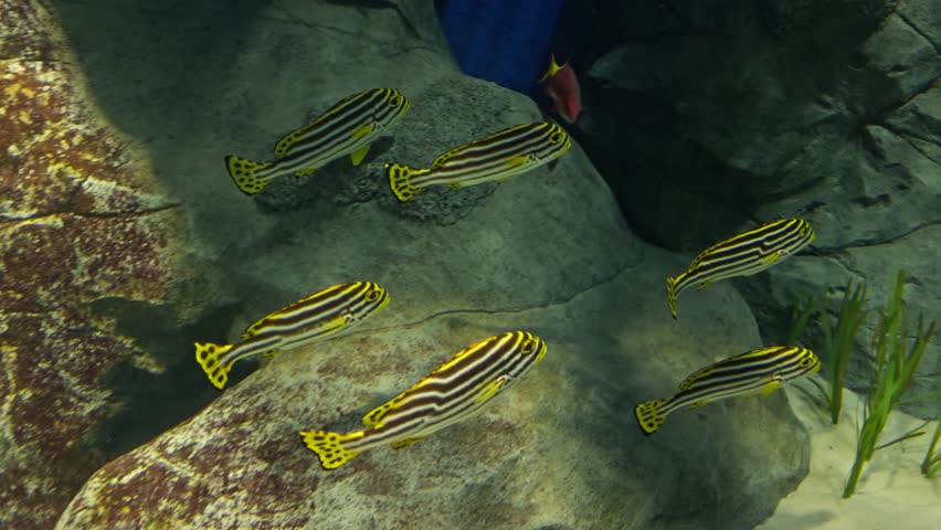 A species of zebrafish (Danio rerio) at the Sea Aquarium in Singapore, gracefully gliding through their enclosure, showcasing their smooth movements