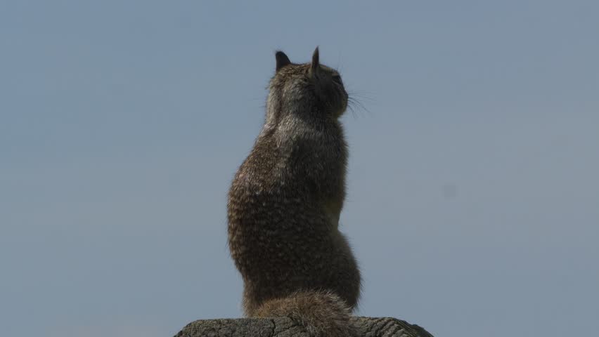 A close-up of a ground squirrel standing calmly and observing on a wooden post against sky background on a sunny day