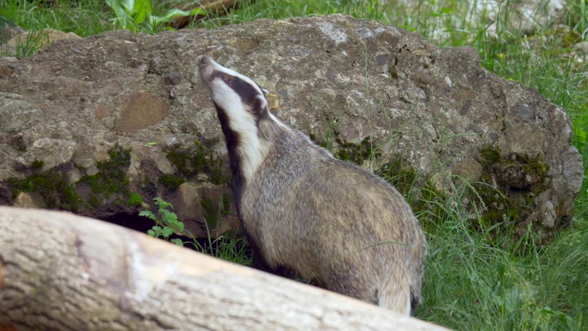 A closeup slow-motion of a European badger resting on grass between lying tree trunk and big rock in the zoo