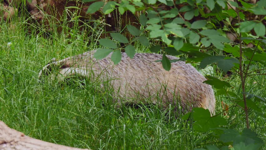 A closeup slow-motion of a European badger foraging in long green grass in the zoo
