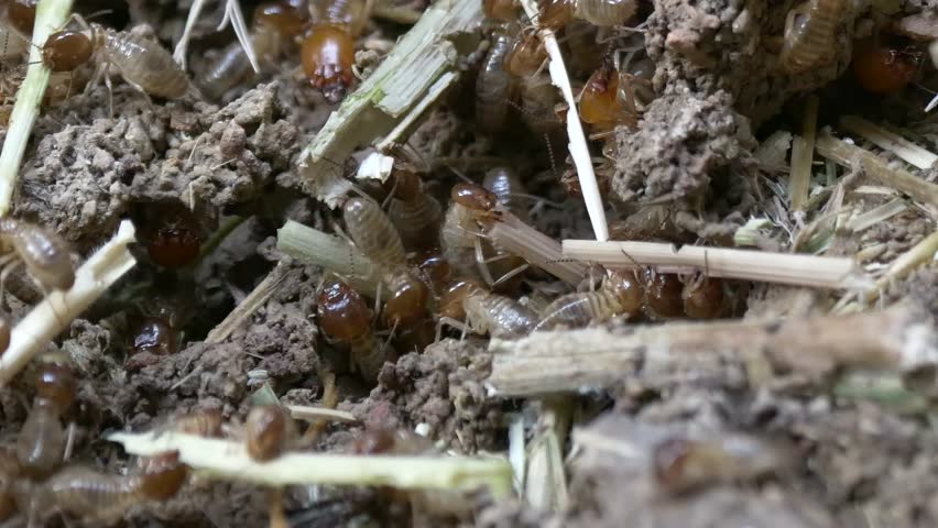 A macro footage of Termite Insects feeding on decaying plant materials on a dirty forestry ground