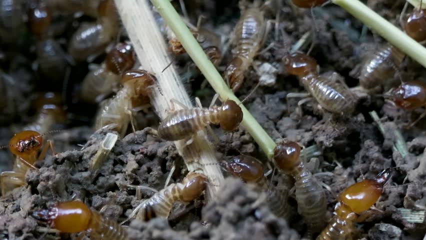 A macro footage of Termite Insects feeding on decaying plant materials on a dirty forestry ground