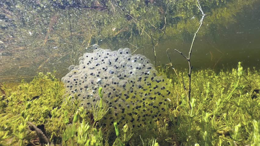 Moor frog (Rana arvalis) clutches of eggs on the bottom of clear-watered pond. Estonia.