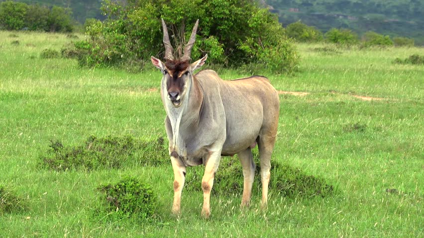 A common eland antelope (Taurotragus oryx) standing in a vast green field in the jungle during daytime