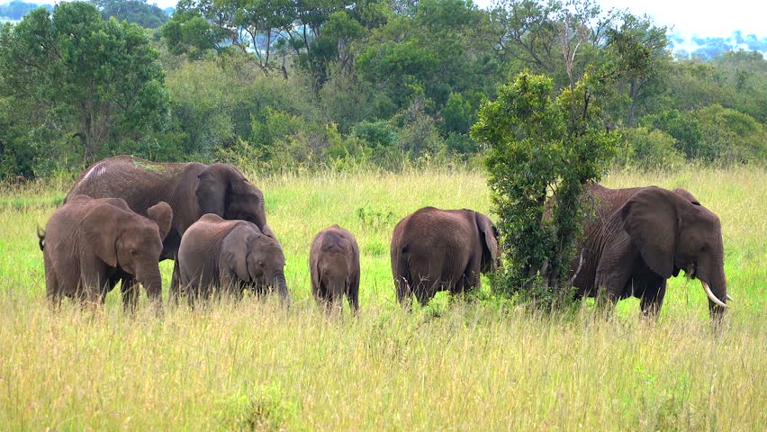 A herd of African bush elephants (Loxodonta africana), feeding on the green plants in a vast grassy field in the jungle on a sunny day