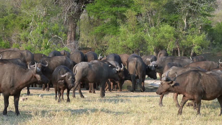A herd of African buffaloes (Syncerus caffer) resting around a small lake in a grassland in the jungle on a sunny day